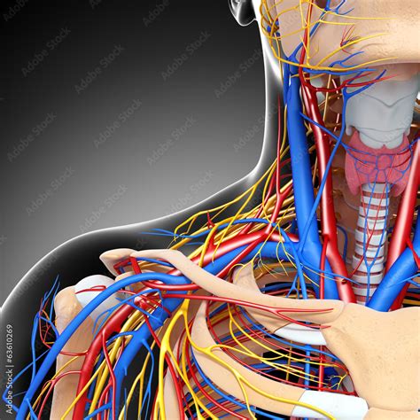 Anatomy Of Circulatory System And Nervous System Stock Illustration