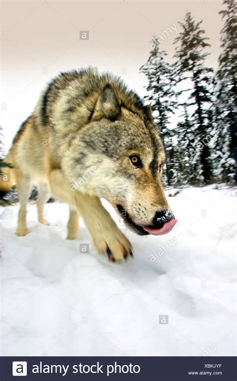 Hungry Wolf Stock Photos And Hungry Wolf Stock Images Alamy