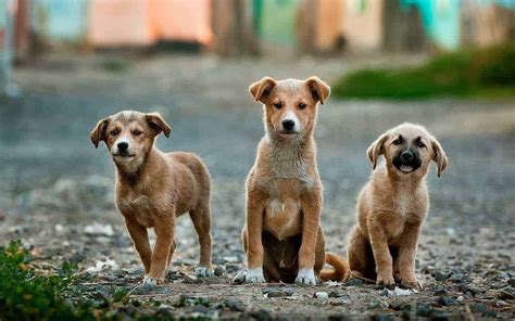 All dogs eat their own puppies if the puppies have the human scent on them , that's why its important not to touch the puppies for at least 2 days. Why Dogs Eat Their Poop? The Surprising Truth! | PUPPYFAQS