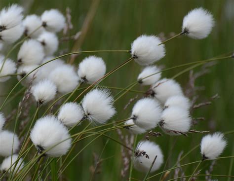 Assessing Cotton Fiber Quality From A Tiny Sample | Agrodaily