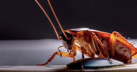 Pest Control Company Will Pay You 2000 To Release 100 Cockroaches In