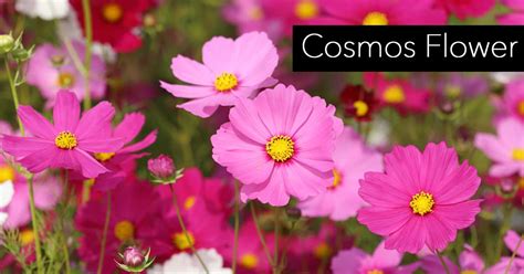 Cosmos Flower Growing And Care For The Cosmos Plant How To