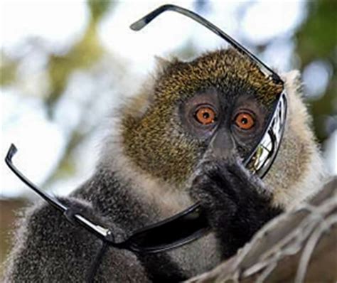 Monkey see monkey do monkey art animals and pets funny animals cute animals funny animal photos animal pictures animals photos primates. Kenya Photographic Safari by As You Like It Safaris