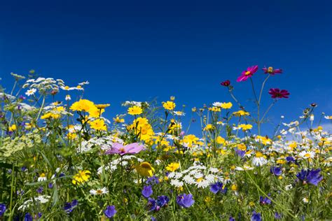 Colorful Wildflowers Free Stock Photo Public Domain Pictures