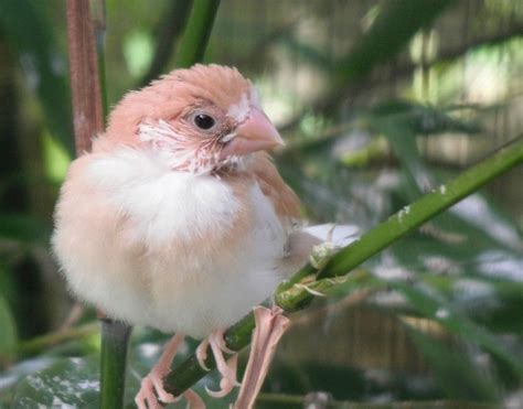 Breeding Bengalese Finches Thriftyfun
