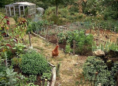Sample sunny narrow rectangular layout. How to Design a Chicken Garden: Sample Free-Range Garden ...
