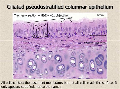 Ppt Histology Review Epithelia Powerpoint Presentation Free Download