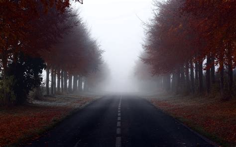 Download Wallpaper 2560x1600 Road Signs Trees Fog Hd Background