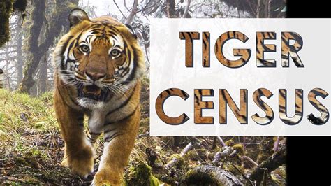 Tiger Conservation Revisited Youtube