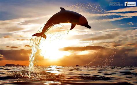 Photo Of A Dolphin Jumping High Out Of The Water At Sundow Flickr