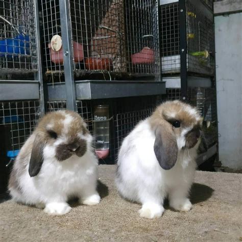 Free Download 83 Gambar Kelinci Holland Lop Hd Terbaik Info Gambar