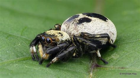 Jumping Spider Phiale Sp Salticidae From Ecuador Y Flickr