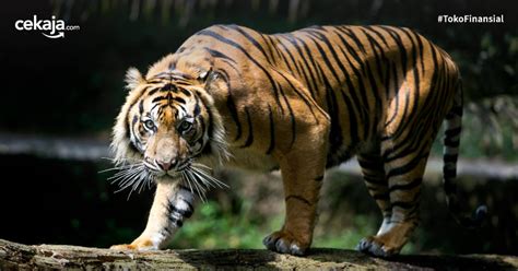 15 Daftar Hewan Yang Terancam Punah Di Indonesia