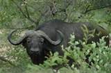 Kruger National Park Entrance Fees Photos