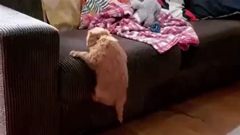 Determined Puppy Manages To Climb On Top Of The Couch Youtube