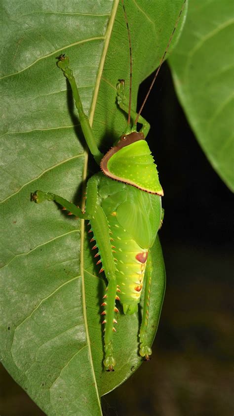 Giant False Leaf Katydid Psendophyllus Titan A Nocturnal Orthopteran