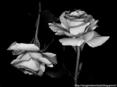 Black And White Roses Wallpaper Wallpapersafari