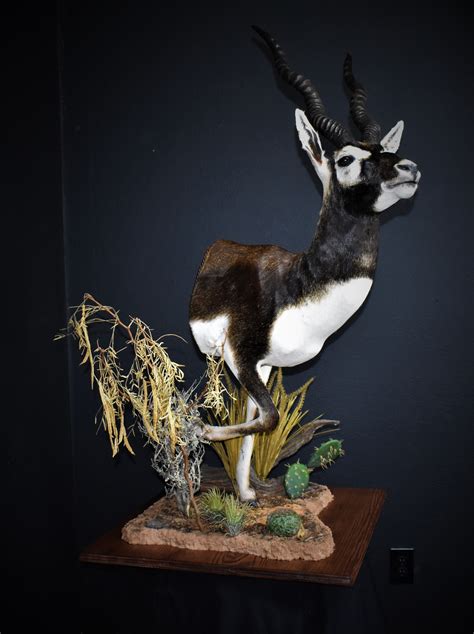 Blackbuck Antelope Taxidermy Half Mount