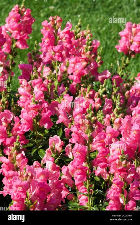 Snapdragon Antirrhinum Majus Ribaro Rose Stock Photo Alamy