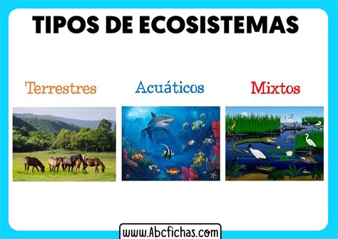 Tipos De Ecosistemas Mixtos Terrestres Y Acuaticos ABC Fichas