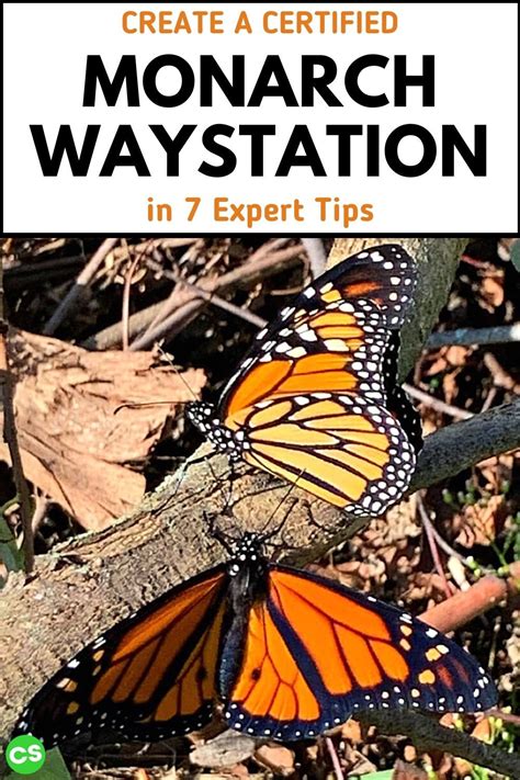 Create A Certified Monarch Waystation Monarch Gardening For