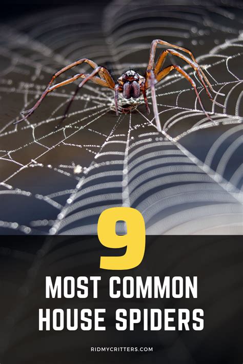 9 Most Common House Spiders Artofit