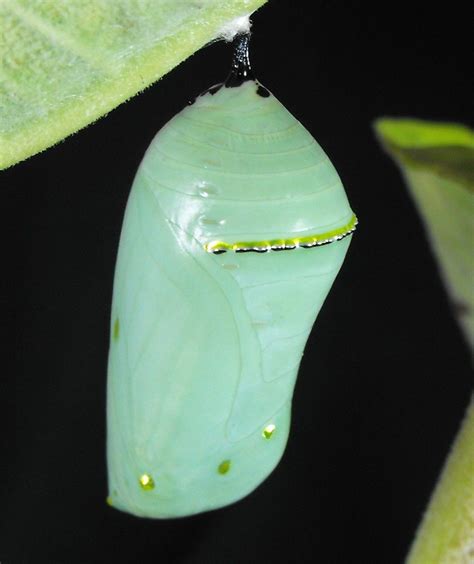 Difference Between A Chrysalis And A Cocoon Hasma