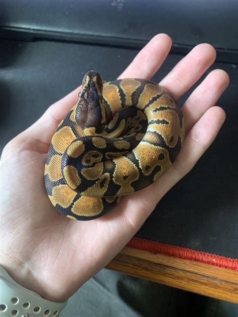 Got My First Baby Ball Python Snakes