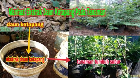 Resep kue biji ketapang,super renyah,dan enak banget. Manfaat Ekstrak daun Ketapang Pada Tanaman - YouTube