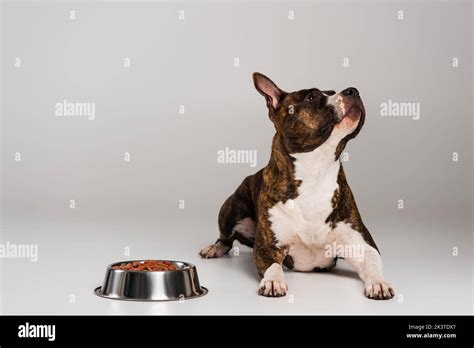Purebred Staffordshire Bull Terrier Lying Near Bowl With Pet Food On