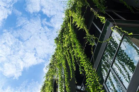 More Than A Green Wall The Science Behind Biophilic Design Stok