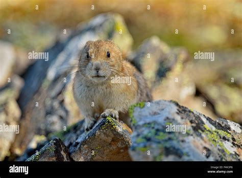 American Pikas Habitats Hi Res Stock Photography And Images Alamy