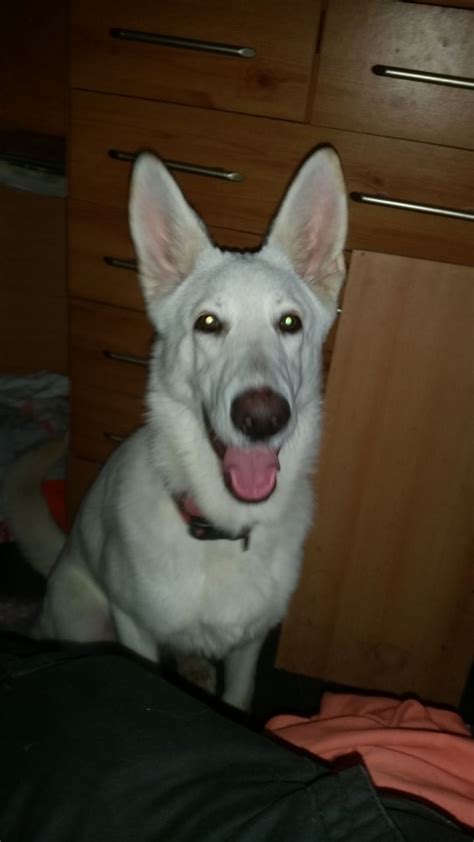 Nonetheless, the owner has since grown fond of the st. White Germany shepherd | London, South East London ...