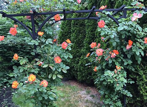 Maybe you would like to learn more about one of these? Prune roses when forsythia blooms, but don't cut back ...