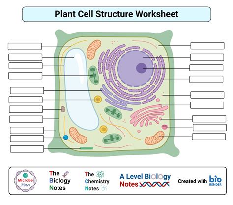 Plant Cell Diagram Unlabeled Printable Labeled Cell Diagram Images