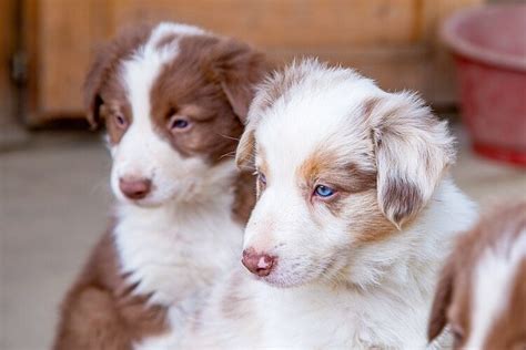 A Complete Guide To The Border Collie Australian Shepherd Mix All
