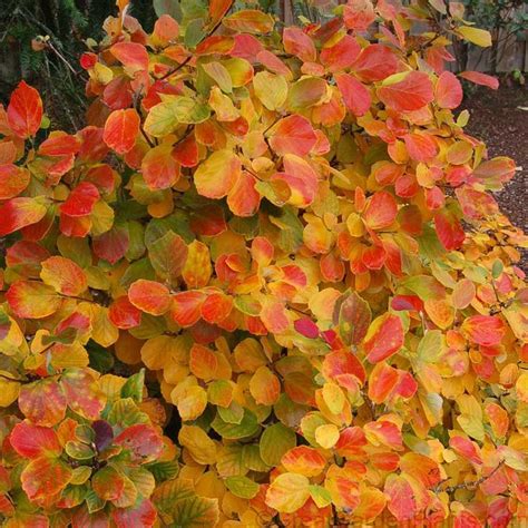 All plants need some sun to survive but these plants can handle shade. Fothergilla gardeni Botanical Name: Fothergilla gardenii ...