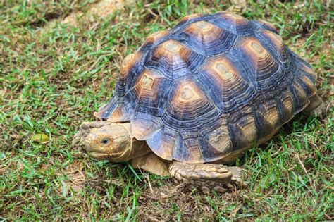 Many pet tortoises that were imported before restrictions were in place in the uk were the toughest because of the conditions they were transported in killed off many of the weaker tortoises. Tiny Turtles That Stay Small | Cuteness