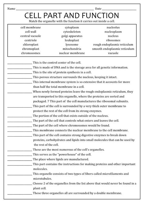 16 Best Images Of Cells And Their Organelles Worksheet Cell