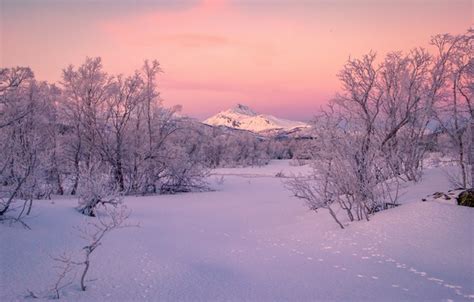 Wallpaper Winter Snow Trees Mountains Traces Norway Norway Troms