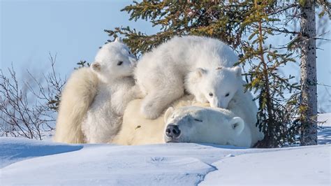 Three White Polar Bears Polar Bears Animals Baby Animals Snow Hd