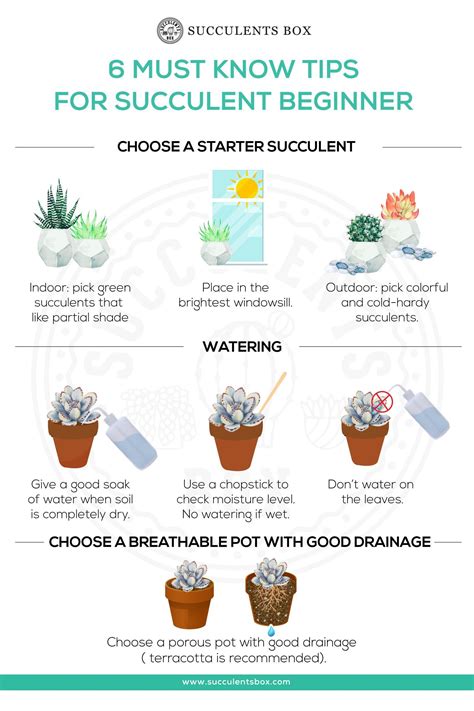 Succulents Box® - 6 Must Know Tips for Succulent Beginners | Succulents
