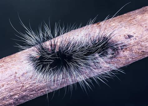 Caterpillar Insect Prickly Hairy Close Up Pikist