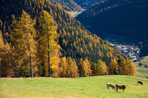 The Charming Landscape With Cows In The Meadow In Alps Fall Dolomites