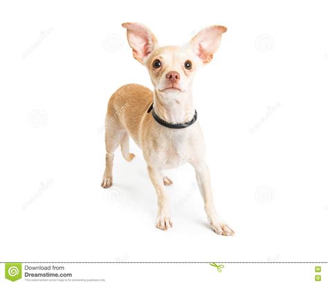 Chihuahua Dog Big Ears Over White Stock Image Image Of Standing