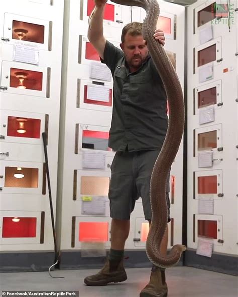 Massive King Brown Snake Weighing Nearly 8kg Could Be Australias Most