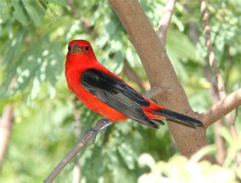 Scarlet Tanager Free Stock Photo Public Domain Pictures