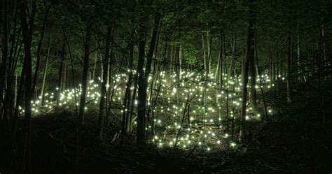 Magical Firefly Forest Image Abyss