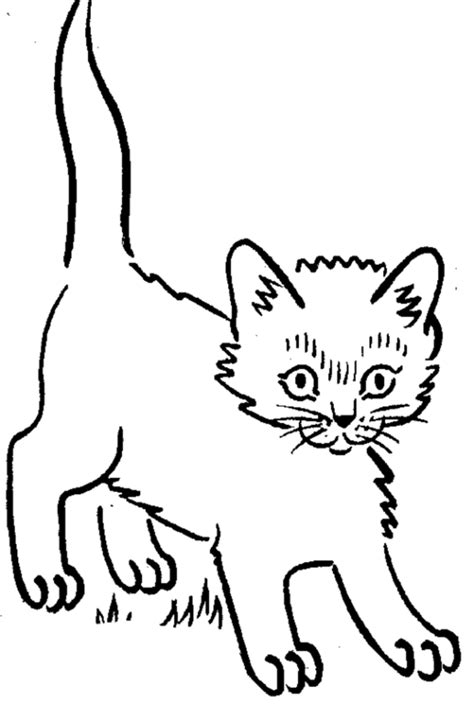 Children can see the footprints of the animal and learn new and exciting facts. Kitten Outline Coloring Page - Coloring Home