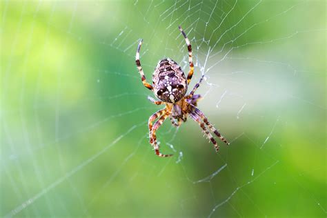 Garden Spider Web Building Orb Weaving Hunting Britannica